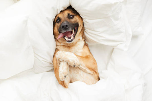 Why Does Your Dog Sleep on Your Pillow? Top 5 reasons you dog sleep on your pillow