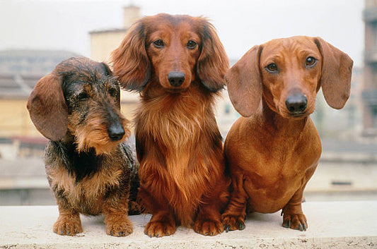 The Ultimate Guide to Dachshunds