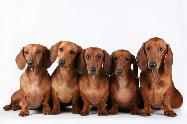 How big does a mini dachshund get?